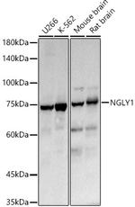 NGLY1 Antibody in Western Blot (WB)