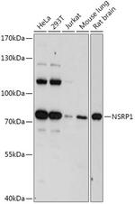 NSRP1 Polyclonal Antibody