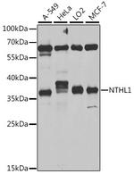 NTHL1 Polyclonal Antibody