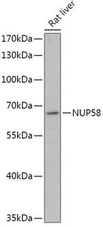 NUPL1 Polyclonal Antibody