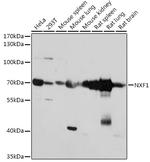 TAP Polyclonal Antibody