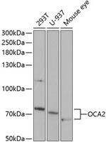 OCA2 Polyclonal Antibody