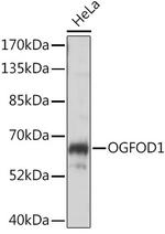 OGFOD1 Polyclonal Antibody