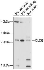 OLIG3 Polyclonal Antibody