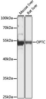 Opticin Polyclonal Antibody
