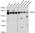 OSBPL3 Polyclonal Antibody
