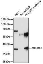 OTUD6B Antibody in Immunoprecipitation (IP)