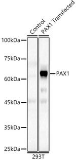 PAX1 Polyclonal Antibody