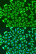 PCDHA6 Polyclonal Antibody