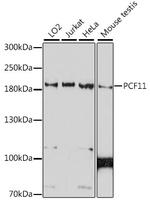 PCF11 Polyclonal Antibody