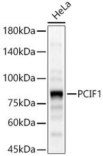 PCIF1 Polyclonal Antibody