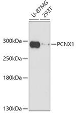 PCNX Polyclonal Antibody