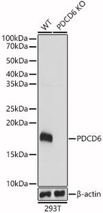PDCD6 Polyclonal Antibody