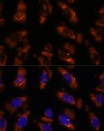 PDE6G Polyclonal Antibody