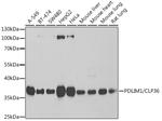 PDLIM1 Antibody in Western Blot (WB)