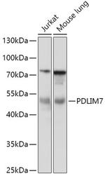 PDLIM7 Antibody in Western Blot (WB)
