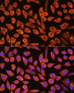 PDXP Antibody in Immunocytochemistry (ICC/IF)