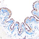 PDXP Antibody in Immunohistochemistry (Paraffin) (IHC (P))