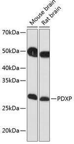PDXP Antibody in Western Blot (WB)