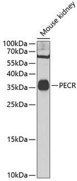 PECR Polyclonal Antibody