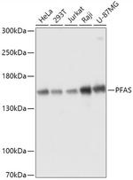 PFAS Polyclonal Antibody