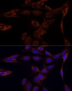 PFDN4 Antibody in Immunocytochemistry (ICC/IF)