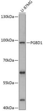 PGBD1 Polyclonal Antibody