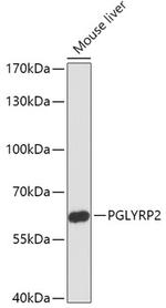 PGRP-L Polyclonal Antibody