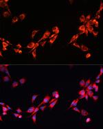 PGRMC2 Antibody in Immunocytochemistry (ICC/IF)