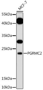 PGRMC2 Antibody in Western Blot (WB)