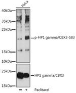 Phospho-HP1 gamma (Ser83) Polyclonal Antibody