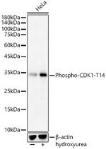Phospho-CDK1 (Thr14) Antibody in Western Blot (WB)