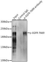 Phospho-EGFR (Thr669) Antibody in Immunoprecipitation (IP)