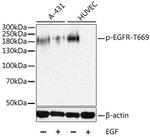 Phospho-EGFR (Thr669) Antibody in Western Blot (WB)