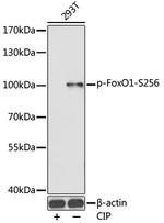 Phospho-FOXO1 (Ser256) Antibody in Western Blot (WB)