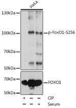 Phospho-FOXO1 (Ser256) Antibody in Western Blot (WB)