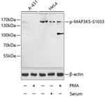 Phospho-ASK1 (Ser1033) Antibody in Western Blot (WB)