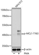 Phospho-MCL1 (Thr163) Polyclonal Antibody