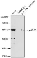 Phospho-p53 (Ser9) Antibody in Immunoprecipitation (IP)