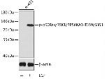 Phospho-RSK1 (Thr359, Ser363) Antibody in Western Blot (WB)