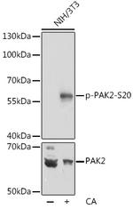 Phospho-PAK2 (Ser20) Polyclonal Antibody