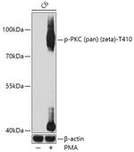 Phospho-PKC zeta (Thr410) Polyclonal Antibody