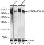 Phospho-POLR2A (Ser5) Antibody in Western Blot (WB)
