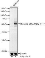 Phospho-MST2 (Thr117) Polyclonal Antibody