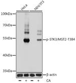 Phospho-MST2 (Thr384) Antibody in Western Blot (WB)