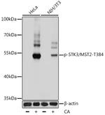 Phospho-MST2 (Thr384) Polyclonal Antibody