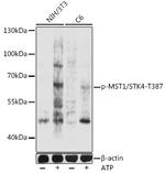Phospho-MST1 (STK4) (Thr387) Polyclonal Antibody