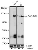 Phospho-YAP1 (Ser397) Polyclonal Antibody
