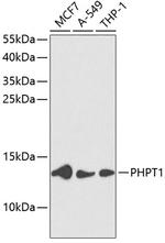 PHPT1 Polyclonal Antibody