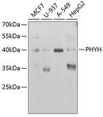 PHYH Polyclonal Antibody